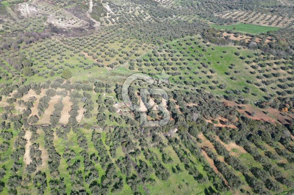 HELVACI KÖYÜNDE |ESKİ FOÇA YOLUNA YAKIN SATILIK TEK TAPU TARLA