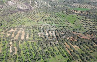 HELVACI KÖYÜNDE |ESKİ FOÇA YOLUNA YAKIN SATILIK TEK TAPU TARLA