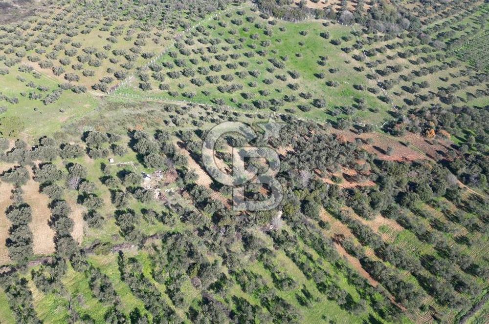 HELVACI KÖYÜNDE |ESKİ FOÇA YOLUNA YAKIN SATILIK TEK TAPU TARLA