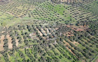 HELVACI KÖYÜNDE |ESKİ FOÇA YOLUNA YAKIN SATILIK TEK TAPU TARLA