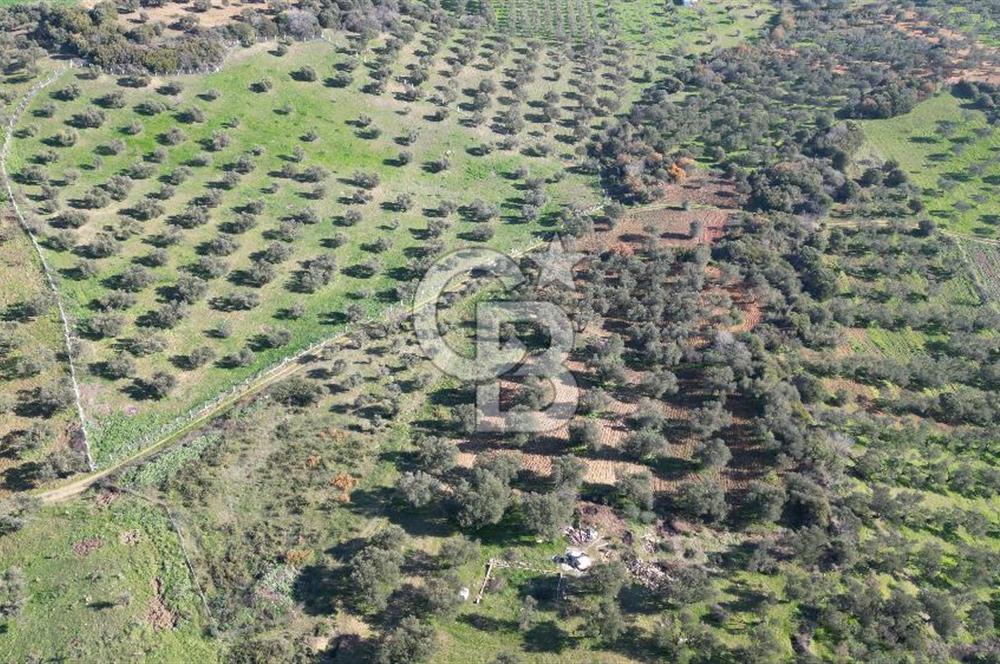 HELVACI KÖYÜNDE |ESKİ FOÇA YOLUNA YAKIN SATILIK TEK TAPU TARLA