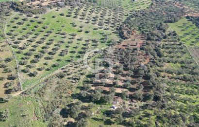 HELVACI KÖYÜNDE |ESKİ FOÇA YOLUNA YAKIN SATILIK TEK TAPU TARLA