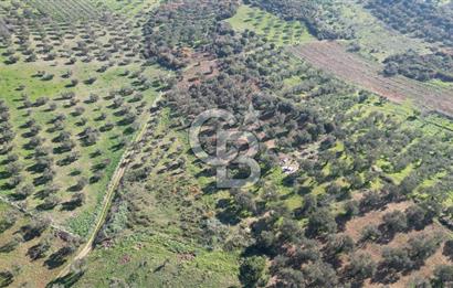 HELVACI KÖYÜNDE |ESKİ FOÇA YOLUNA YAKIN SATILIK TEK TAPU TARLA