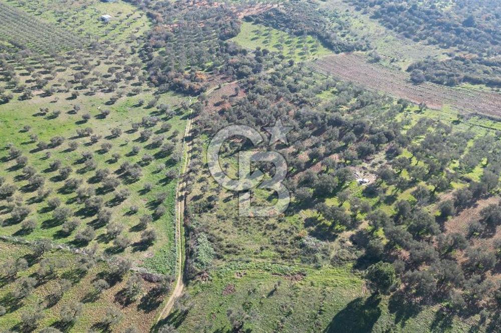 HELVACI KÖYÜNDE |ESKİ FOÇA YOLUNA YAKIN SATILIK TEK TAPU TARLA