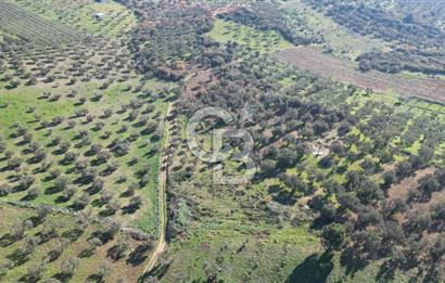 HELVACI KÖYÜNDE |ESKİ FOÇA YOLUNA YAKIN SATILIK TEK TAPU TARLA