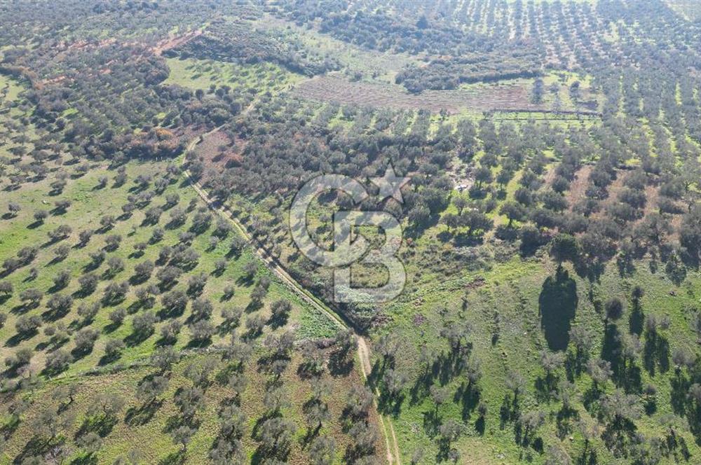 HELVACI KÖYÜNDE |ESKİ FOÇA YOLUNA YAKIN SATILIK TEK TAPU TARLA