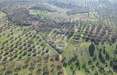 HELVACI KÖYÜNDE |ESKİ FOÇA YOLUNA YAKIN SATILIK TEK TAPU TARLA