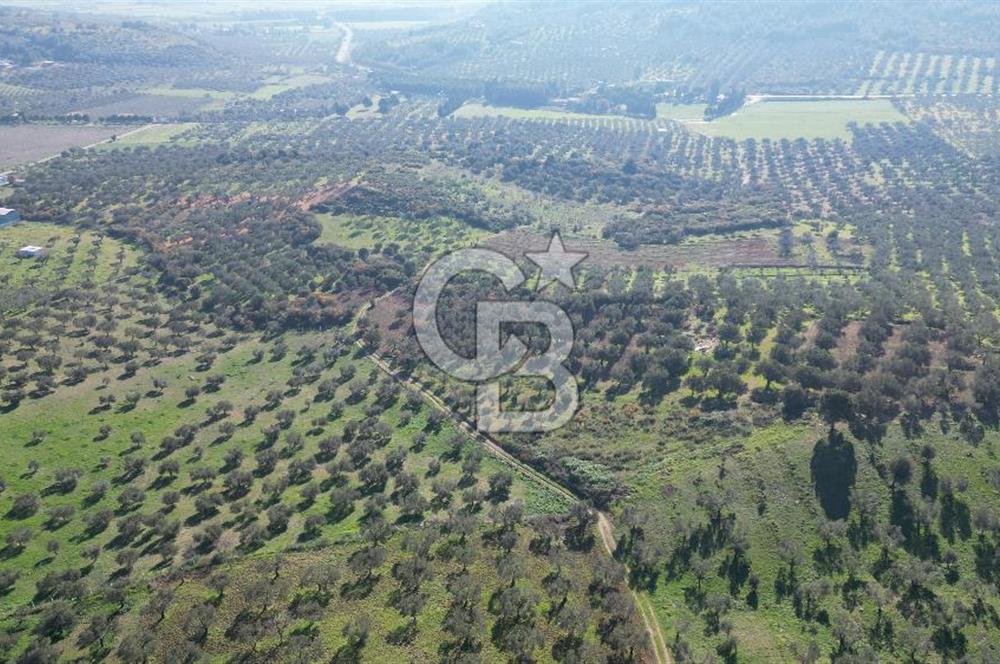 HELVACI KÖYÜNDE |ESKİ FOÇA YOLUNA YAKIN SATILIK TEK TAPU TARLA