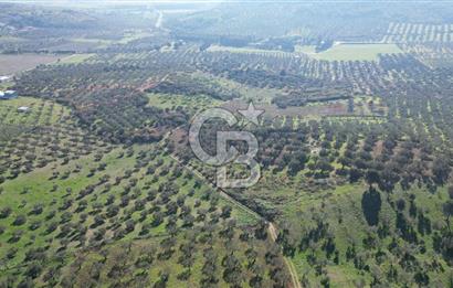 HELVACI KÖYÜNDE |ESKİ FOÇA YOLUNA YAKIN SATILIK TEK TAPU TARLA