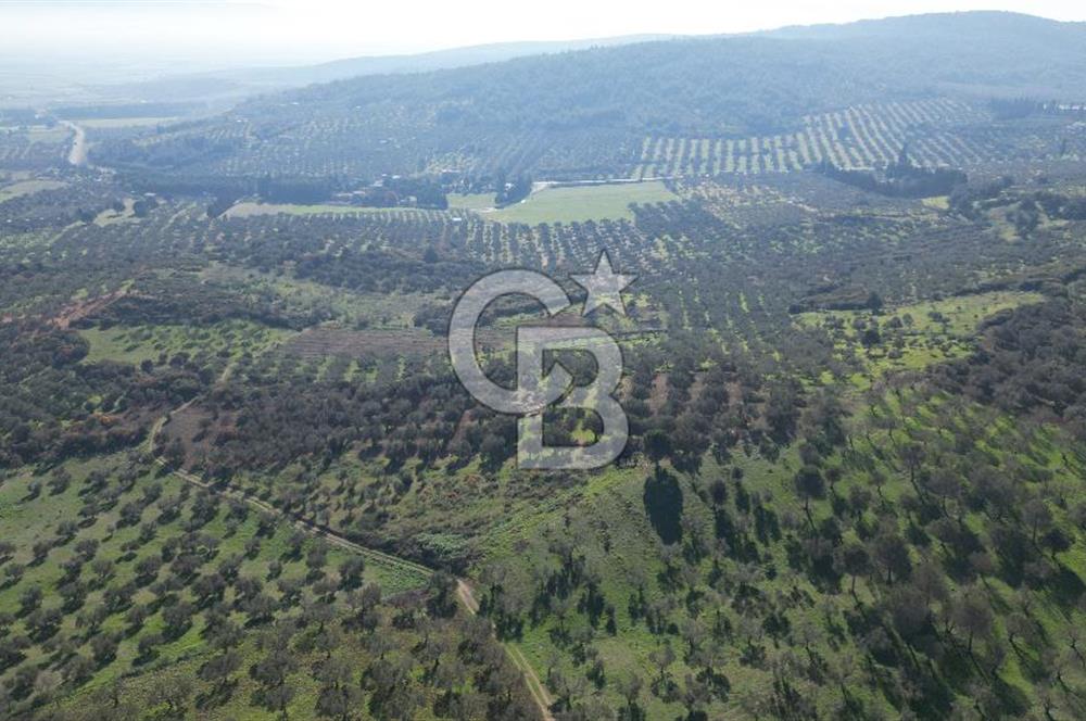 HELVACI KÖYÜNDE |ESKİ FOÇA YOLUNA YAKIN SATILIK TEK TAPU TARLA