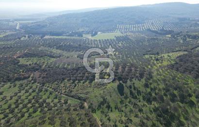 HELVACI KÖYÜNDE |ESKİ FOÇA YOLUNA YAKIN SATILIK TEK TAPU TARLA