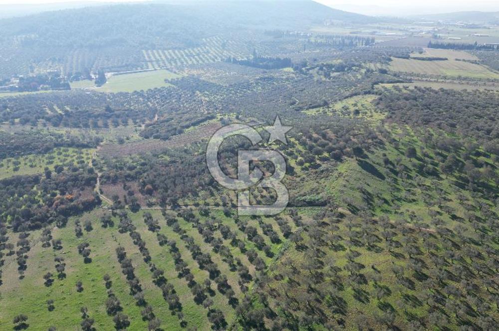 HELVACI KÖYÜNDE |ESKİ FOÇA YOLUNA YAKIN SATILIK TEK TAPU TARLA