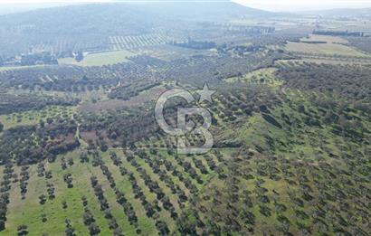 HELVACI KÖYÜNDE |ESKİ FOÇA YOLUNA YAKIN SATILIK TEK TAPU TARLA