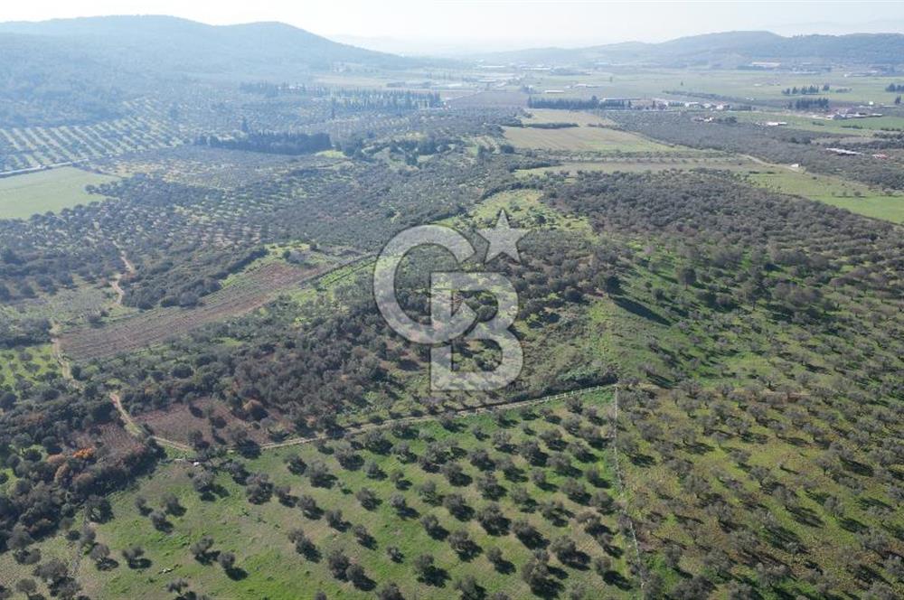 HELVACI KÖYÜNDE |ESKİ FOÇA YOLUNA YAKIN SATILIK TEK TAPU TARLA