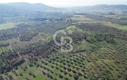 HELVACI KÖYÜNDE |ESKİ FOÇA YOLUNA YAKIN SATILIK TEK TAPU TARLA