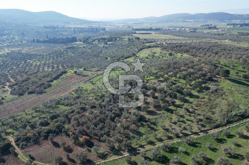 HELVACI KÖYÜNDE |ESKİ FOÇA YOLUNA YAKIN SATILIK TEK TAPU TARLA