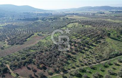 HELVACI KÖYÜNDE |ESKİ FOÇA YOLUNA YAKIN SATILIK TEK TAPU TARLA