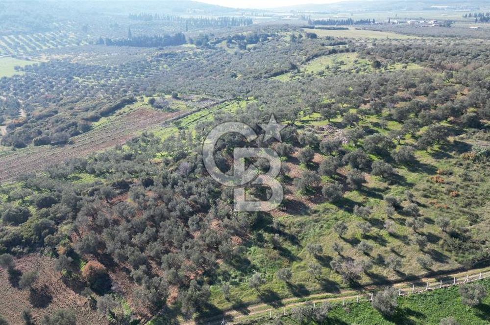 HELVACI KÖYÜNDE |ESKİ FOÇA YOLUNA YAKIN SATILIK TEK TAPU TARLA