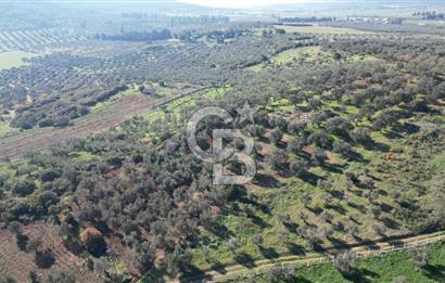 HELVACI KÖYÜNDE |ESKİ FOÇA YOLUNA YAKIN SATILIK TEK TAPU TARLA