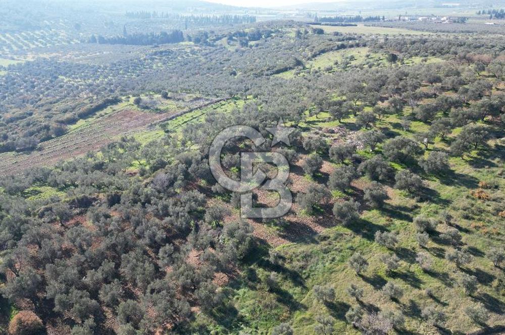 HELVACI KÖYÜNDE |ESKİ FOÇA YOLUNA YAKIN SATILIK TEK TAPU TARLA