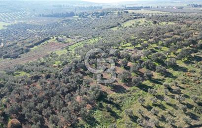 HELVACI KÖYÜNDE |ESKİ FOÇA YOLUNA YAKIN SATILIK TEK TAPU TARLA