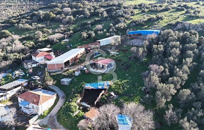 Bergama Sindel'de Satılık Tarla