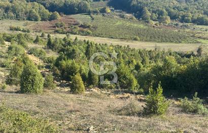 Şilede 'de Çelebi Mahallesinde Müstakil Tapulu Satılık Tarla