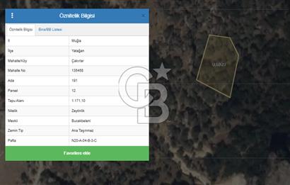 YATAĞAN ÇAKIRLAR'DA 1171 M2 SATILIK ZEYTİNLİK