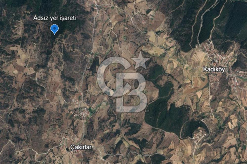 YATAĞAN ÇAKIRLAR'DA 1171 M2 SATILIK ZEYTİNLİK