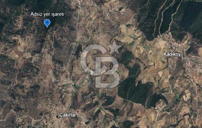 YATAĞAN ÇAKIRLAR'DA 1171 M2 SATILIK ZEYTİNLİK