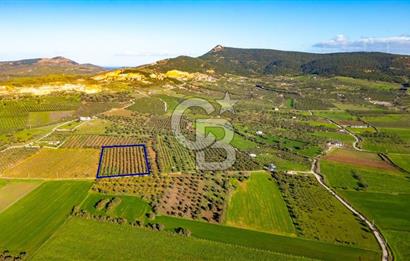 Foça Kocamehmetler'de Satılık Tarla