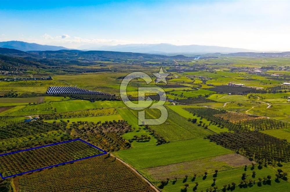 Foça Kocamehmetler'de Satılık Tarla