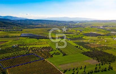 Foça Kocamehmetler'de Satılık Tarla