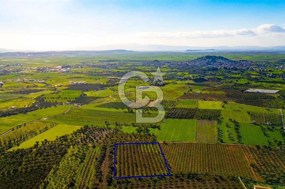 Foça Kocamehmetler'de Satılık Tarla