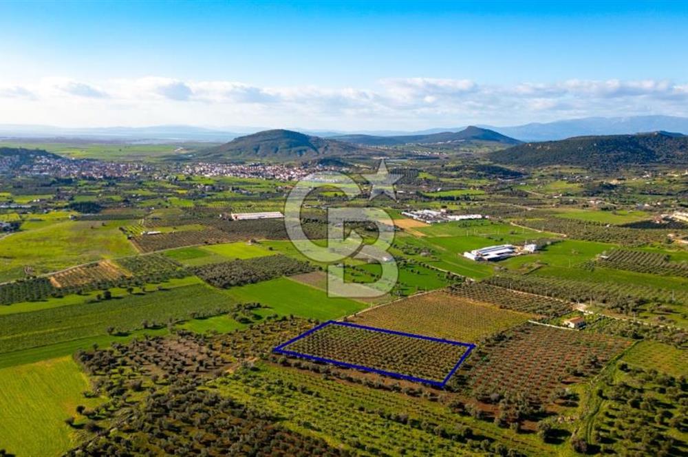 Foça Kocamehmetler'de Satılık Tarla