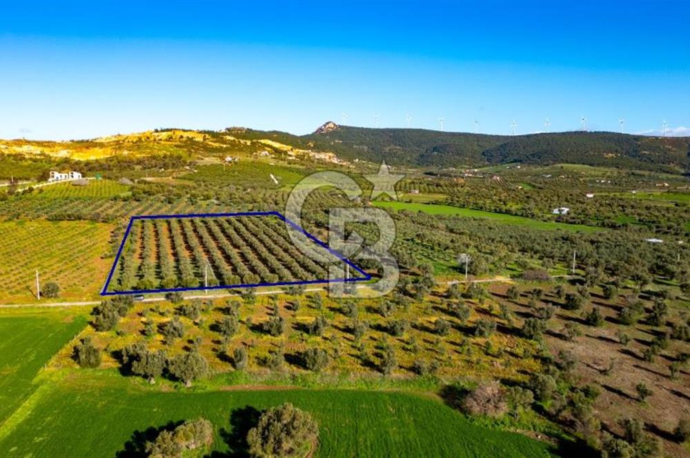 Foça Kocamehmetler'de Satılık Tarla