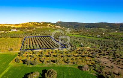 Foça Kocamehmetler'de Satılık Tarla