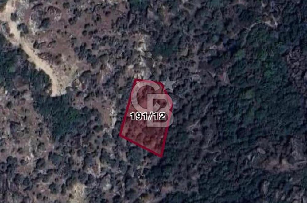 YATAĞAN ÇAKIRLAR'DA 1171 M2 SATILIK ZEYTİNLİK