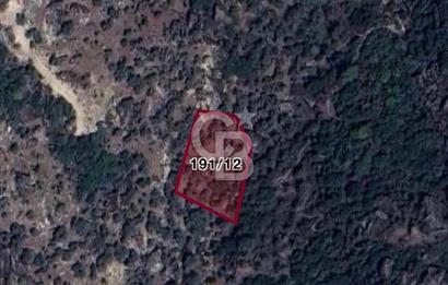 YATAĞAN ÇAKIRLAR'DA 1171 M2 SATILIK ZEYTİNLİK