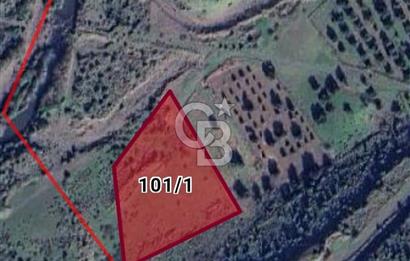 CB Odak Aliağa Karakuzu köyünde tek tapu satılık tarla