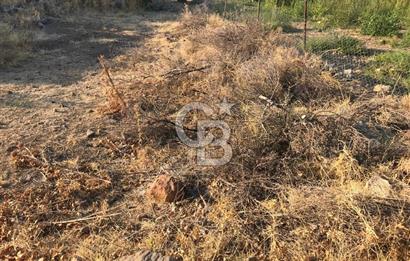 CB Odak Aliağa Karakuzu köyünde tek tapu satılık tarla