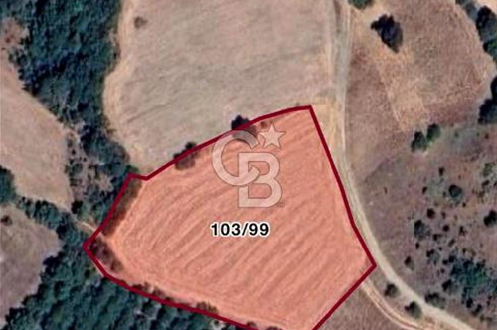 SUSURLUK KOCAPINAR’DA 5.400 M2 SATILIK TARLA