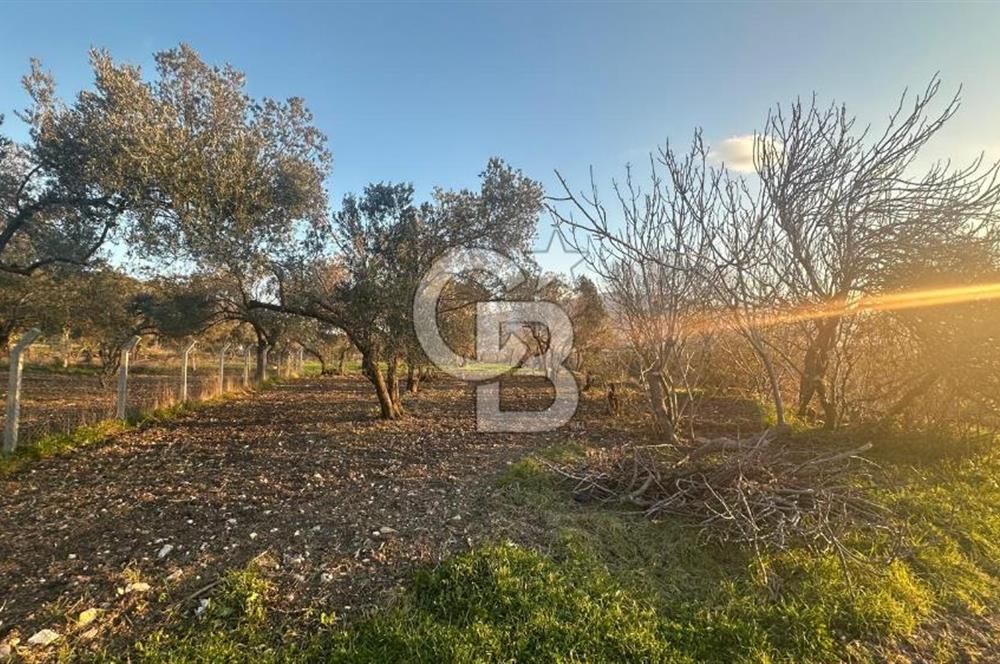 Aliağa Barbaros Hayrettin Paşa 1450 m2 satılık tarla