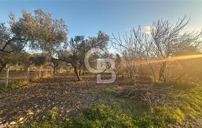 Aliağa Barbaros Hayrettin Paşa 1450 m2 satılık tarla