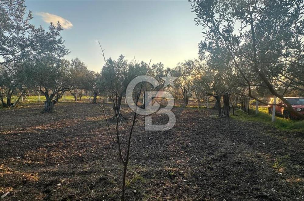 Aliağa Barbaros Hayrettin Paşa 820 m2 satılık tarla 