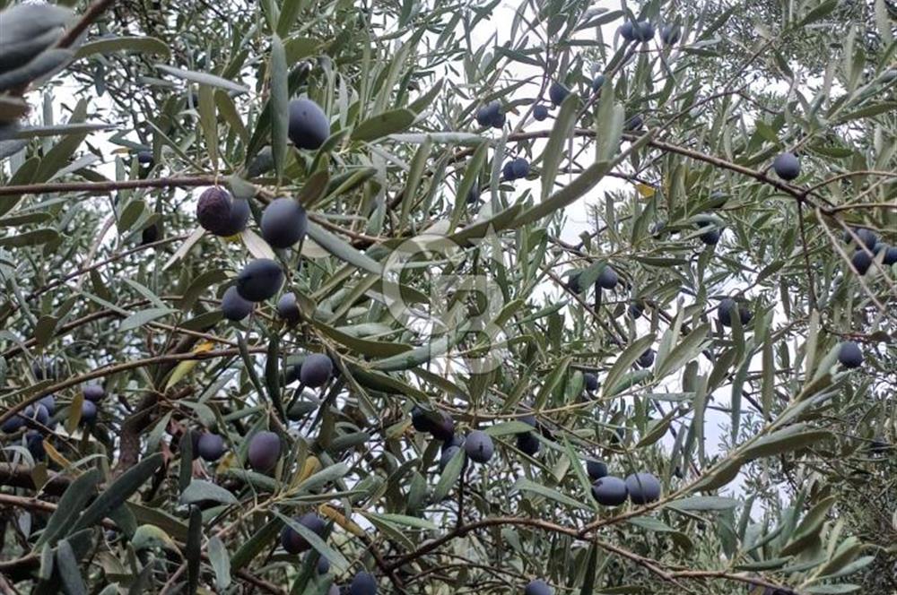 NARLICA DA İZNİK GÖLÜ MANZARALI ZEYTİNLİK 