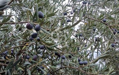 NARLICA DA İZNİK GÖLÜ MANZARALI ZEYTİNLİK 