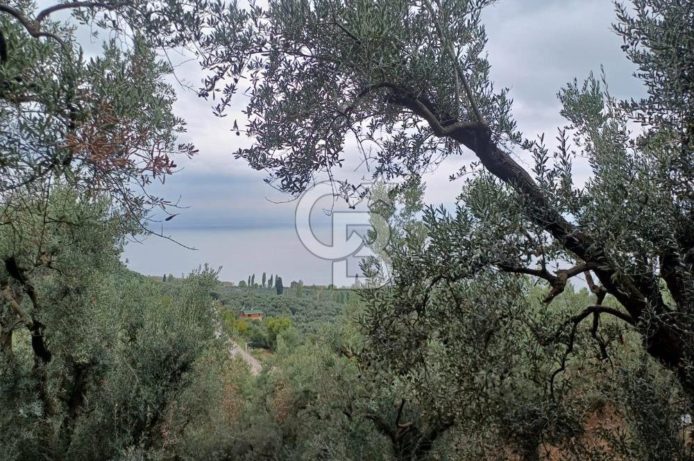 NARLICA DA İZNİK GÖLÜ MANZARALI ZEYTİNLİK 