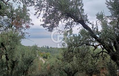 NARLICA DA İZNİK GÖLÜ MANZARALI ZEYTİNLİK 