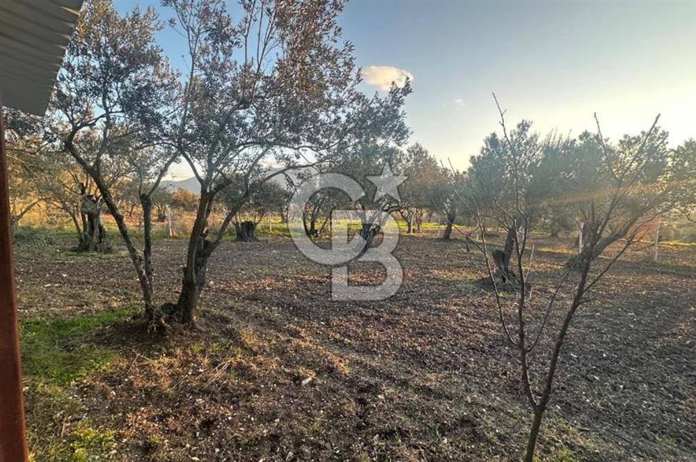 Aliağa Barbaros Hayrettin Paşa 820 m2 satılık tarla 